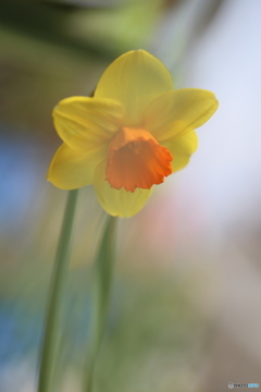 撮って出し(2025-04-07_09-44)-(Canon EOS 6D-90