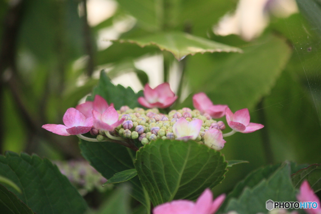 撮って出し(2025-06-29_17-39)-(Canon EOS 60D-1