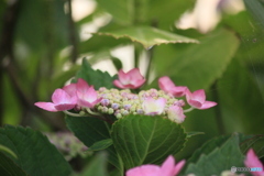 撮って出し(2025-06-29_17-39)-(Canon EOS 60D-1
