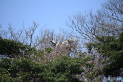 撮って出し(2025-04-19_10-39)-(Canon EOS 60D-2