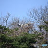 撮って出し(2025-04-19_10-39)-(Canon EOS 60D-2