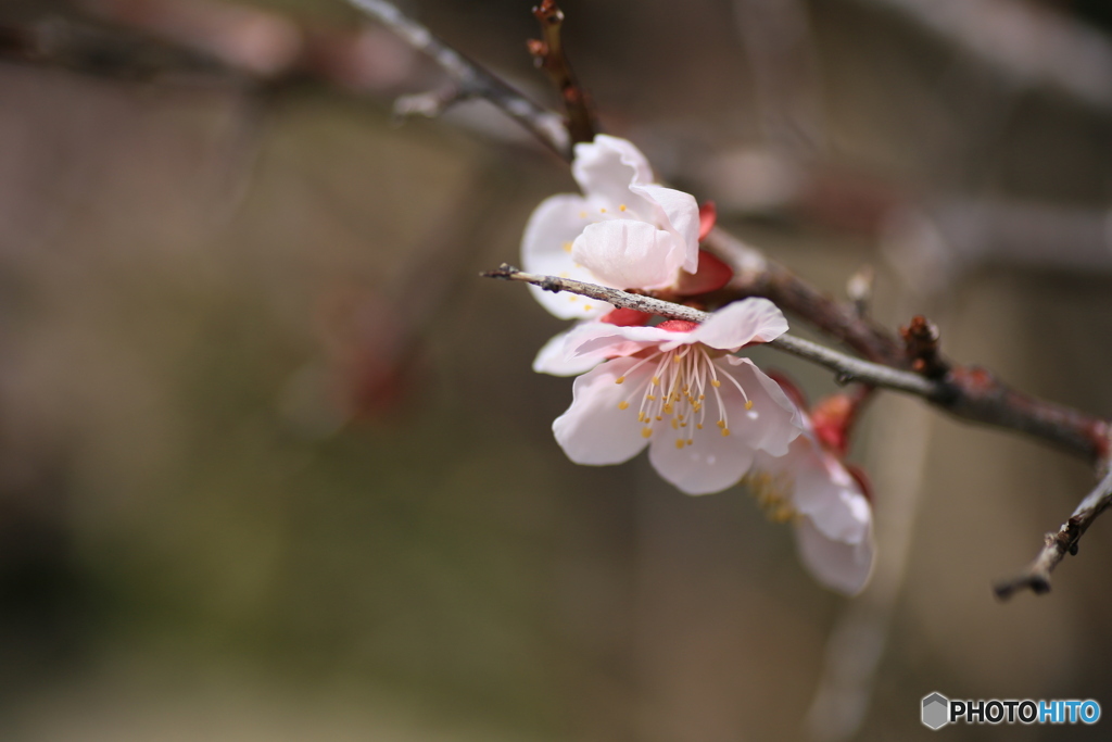 撮って出し(2024-03-31_10-58)-(Canon EOS 6D-90