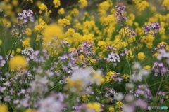 撮って出し(2025-04-27_13-19)-(Canon EOS 60D-9