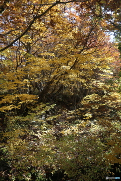 撮って出し(2025-11-04_10-52)-(Canon EOS 6D-28