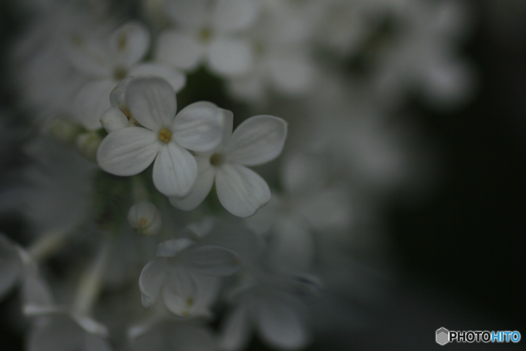 撮って出し(2025-04-25_10-13)-(Canon EOS 60D-9