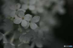 撮って出し(2025-04-25_10-13)-(Canon EOS 60D-9