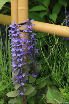 撮って出し(2024-05-12_09-37)-(Canon EOS 60D-9