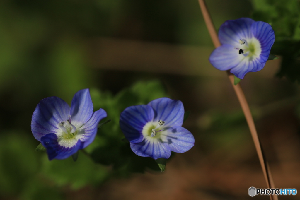 撮って出し(2024-04-12_14-37)-(Canon EOS 6D-90