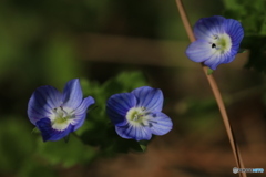 撮って出し(2024-04-12_14-37)-(Canon EOS 6D-90