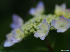 撮って出し-E-M5-0.0-23_06_23-1