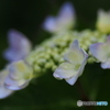 撮って出し-E-M5-0.0-23_06_23-1