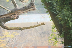 撮って出し(2025-04-27_07-20)-(Canon EOS 60D-2