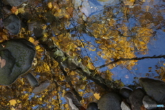 撮って出し(2025-11-04_10-55)-(Canon EOS 6D-13