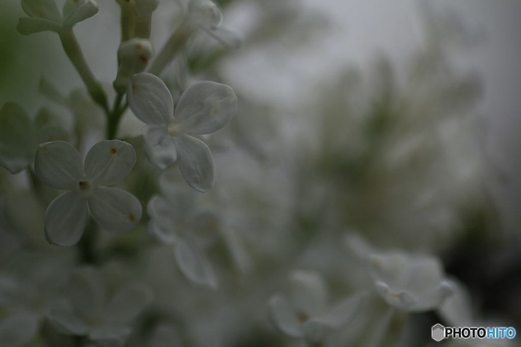 撮って出し(2025-04-25_10-13)-(Canon EOS 60D-9