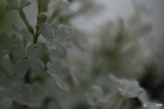 撮って出し(2025-04-25_10-13)-(Canon EOS 60D-9