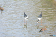 撮って出し(2025-04-27_12-33)-(Canon EOS 60D-2