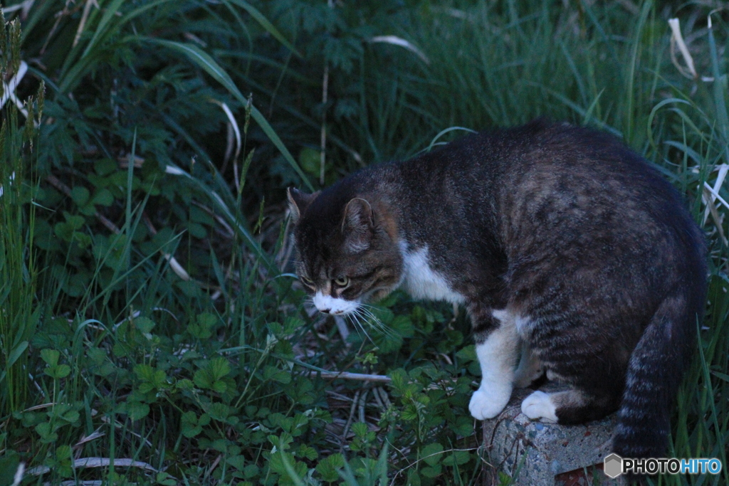 撮って出し(2024-05-02_18-44)-(Canon EOS 60D-9