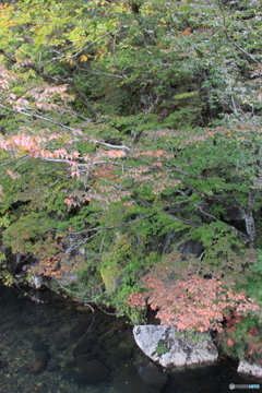 撮って出し(2025-10-18_11-53)-(Canon EOS 60D-2