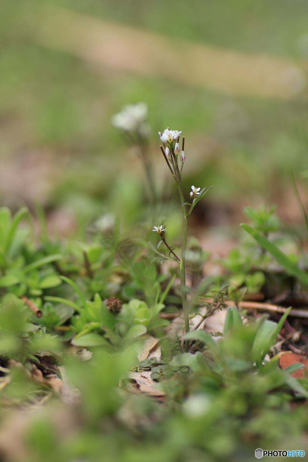 撮って出し(2025-04-06_09-07)-(Canon EOS 60D-9
