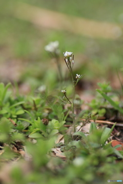 撮って出し(2025-04-06_09-07)-(Canon EOS 60D-9