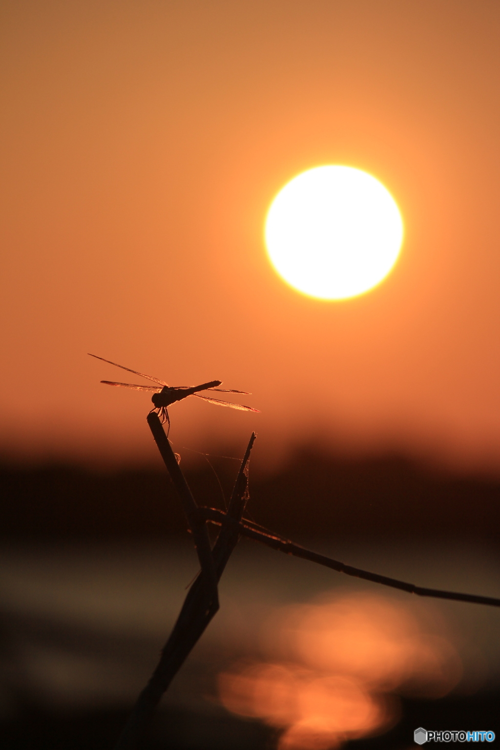 撮って出し(2024-09-10_17-43)-(Canon EOS 60D-1