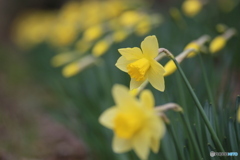 撮って出し(2025-04-07_11-38)-(Canon EOS 6D-90