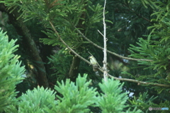 撮って出し(2025-07-07_14-38)-(Canon EOS 60D-3