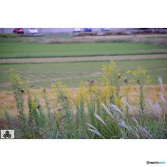 撮って出し(2023-10-12_15-32)-50--X-E1_2