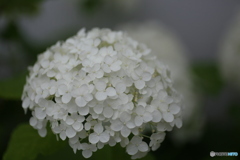 撮って出し(2025-06-30_16-16)-(Canon EOS 6D-90