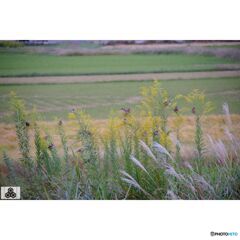 撮って出し(2023-10-12_15-32)-50--X-E1_1