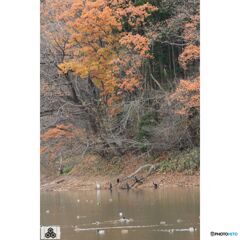 撮って出し(2023-11-26_09-04)-250-EF-S55-250mm