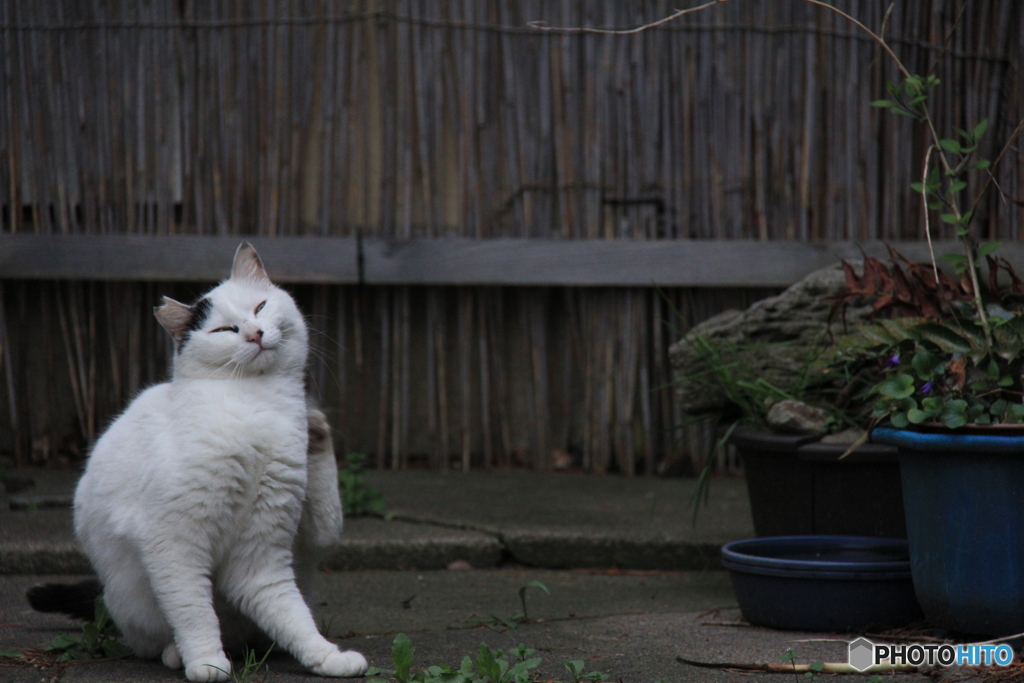 撮って出し-Canon EOS 60D-200.0-41_04_18-8