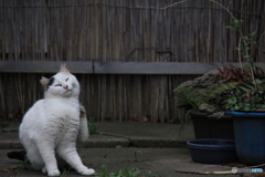 撮って出し-Canon EOS 60D-200.0-41_04_18-8