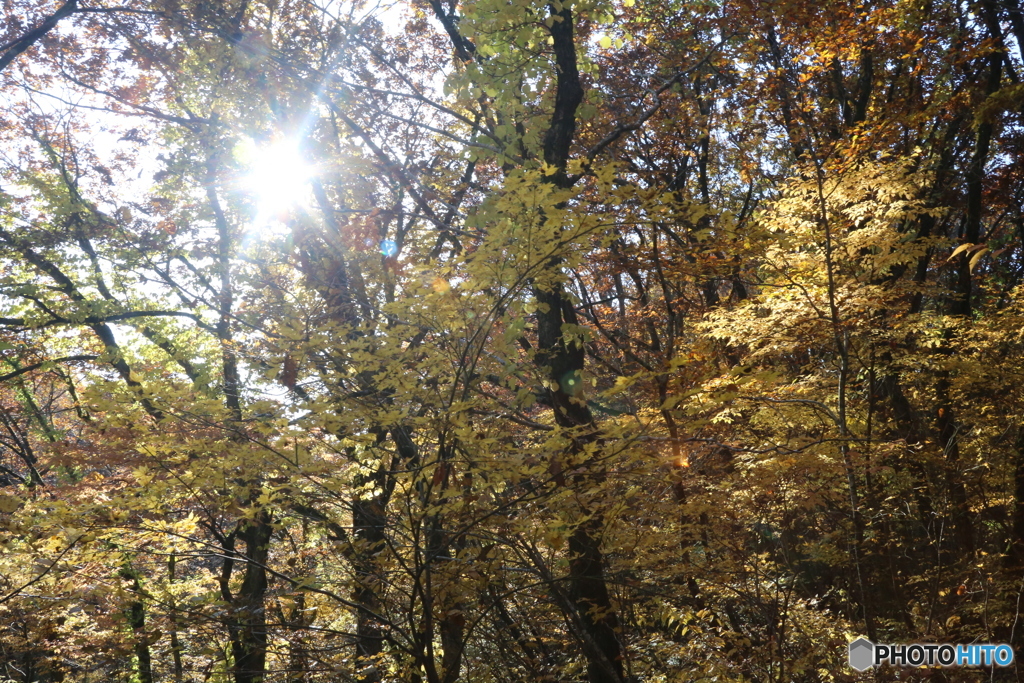 撮って出し(2025-11-04_08-35)-(Canon EOS 6D-35