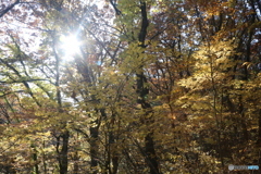 撮って出し(2025-11-04_08-35)-(Canon EOS 6D-35