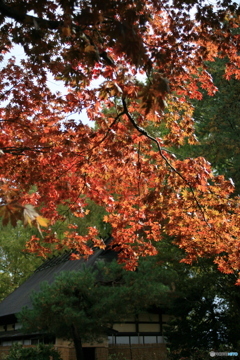 撮って出し(2024-11-07_11-59)-(Canon EOS 5D-0(