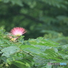 撮って出し(2025-07-08_08-52)-(Canon EOS 60D-3