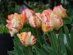 撮って出し(2024-04-25_14-37)-(E-M5-54(OLYMPUS