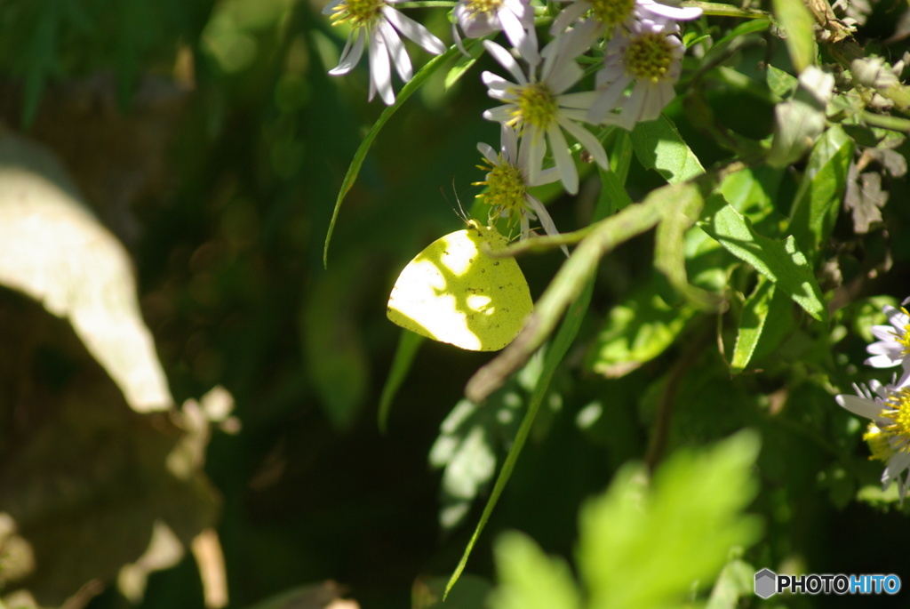 撮って出し(2025-10-30_11-30)-(PENTAX K10D-300
