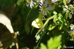 撮って出し(2025-10-30_11-30)-(PENTAX K10D-300