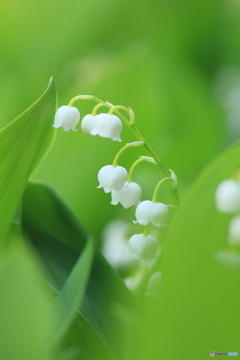 撮って出し-Canon EOS 60D-90.0-23_05_18-5