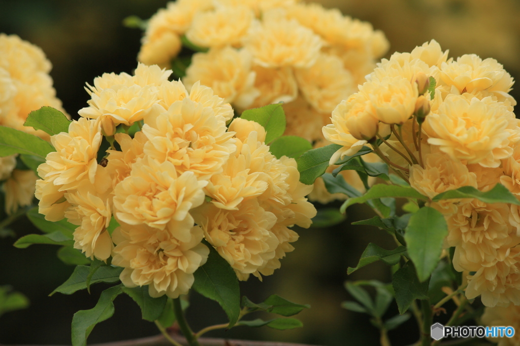 撮って出し(2024-05-12_09-26)-(Canon EOS 60D-1