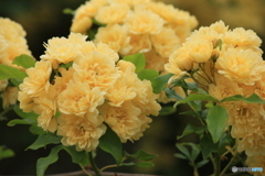 撮って出し(2024-05-12_09-26)-(Canon EOS 60D-1