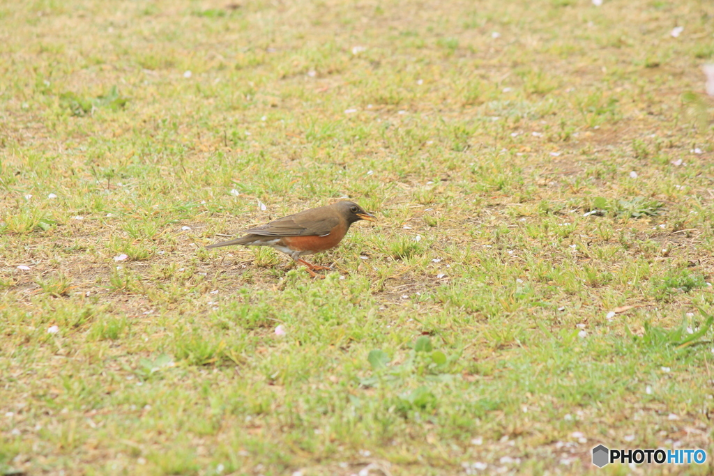 撮って出し(2025-04-24_08-34)-(Canon EOS 60D-2