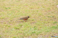 撮って出し(2025-04-24_08-34)-(Canon EOS 60D-2