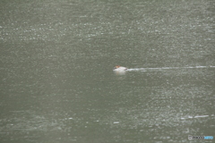 撮って出し(2025-03-02_11-28)-(Canon EOS 60D-2