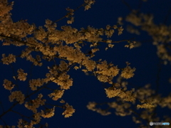 撮って出し(2025-04-18_18-43)-(E-M5-0())