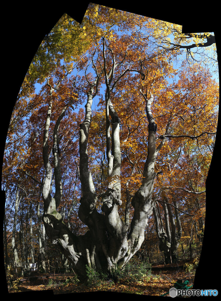 パノラマ合成　(2025-11-04_08-55)(Canon EOS 6D