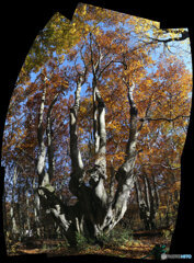 パノラマ合成　(2025-11-04_08-55)(Canon EOS 6D