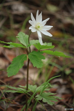 撮って出し(2025-04-06_09-18)-(Canon EOS 60D-1